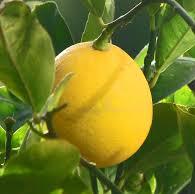 Lemon oil - Certified Organic  4